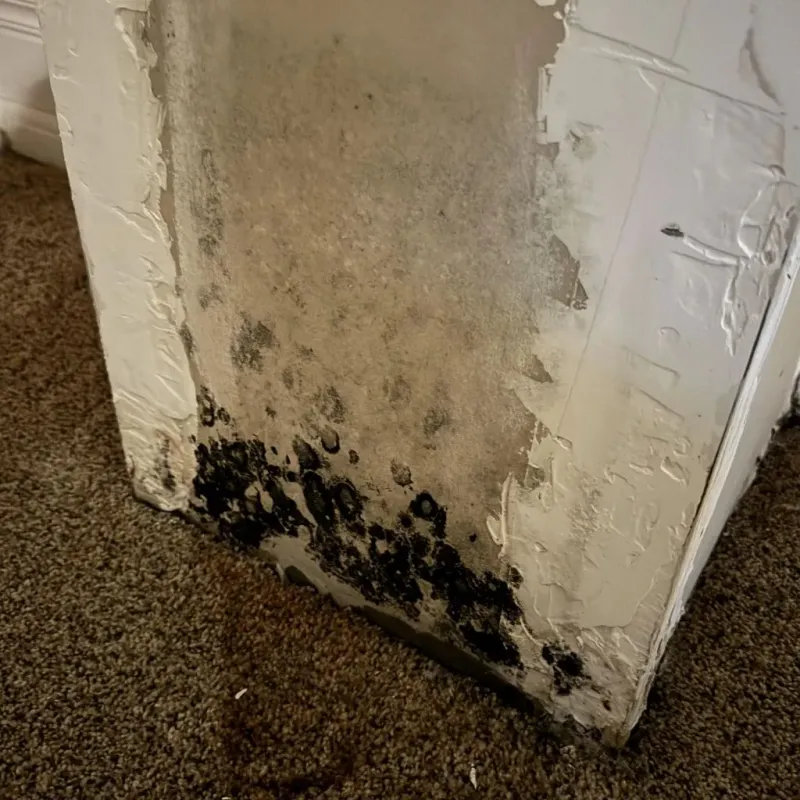 Professional Mold Removal in Tavares, FL